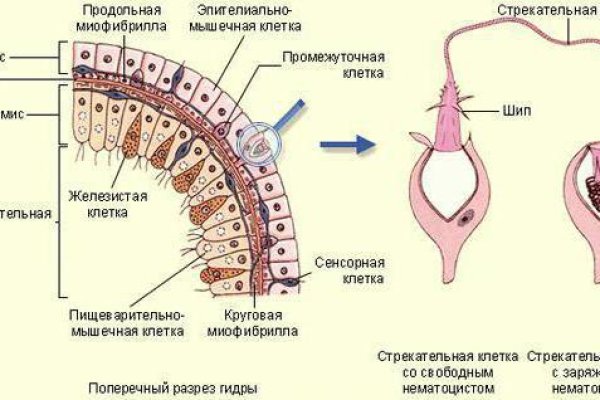 Как попасть на кракен с айфона