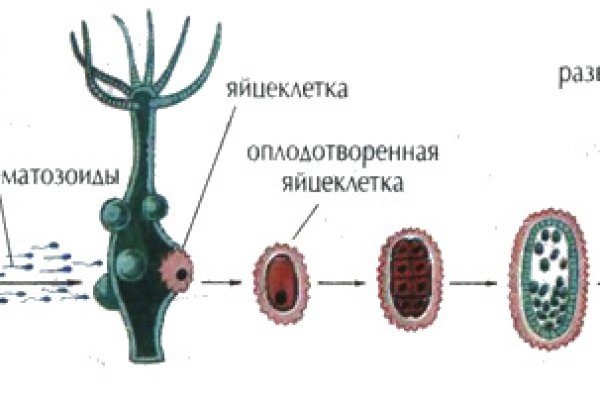 Кракен наркокортель