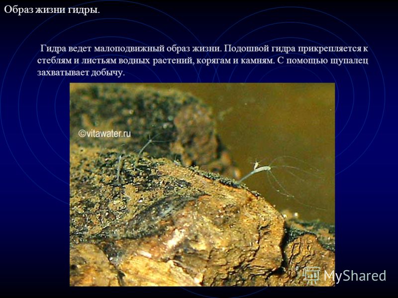 Кракен это современный даркнет маркетплейс