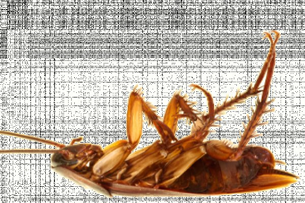 Сайты продаж наркотиков